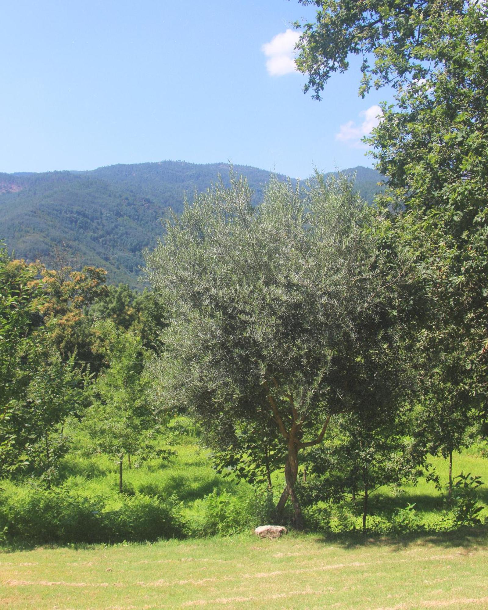 Вилла Geres - Aldeia Turistica De Louredo Виейра-ду-Минью Экстерьер фото